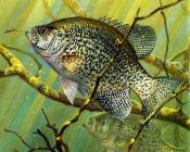 马克 苏祖尼奥 : -Unknown